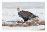American Bald Eagle
