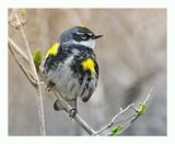 Yellow-rumped Warbler