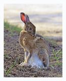 Snowshoe Hare