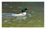 Common Merganser