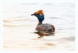 Horned Grebe