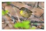 Palm Warbler