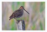 Wilson`s Snipe