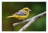 Baltimore Oriole
