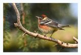 Bay-breasted Warbler