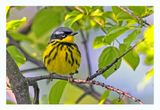 Magnolia Warbler
