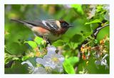 Bay-breasted Warbler