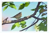 Blackpoll Warbler