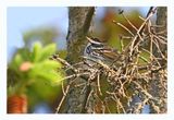 Blackpoll Warbler