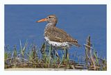 Spotted Sandpiper