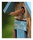 House Wren