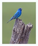 Indigo Bunting