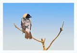Bobolink