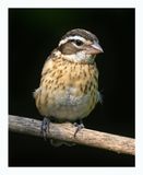 Rose-breasted Grosbeak