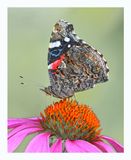 Red Admiral