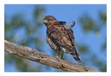 Broad-winged Hawk