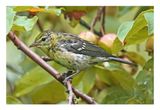 Bay-breasted Warbler