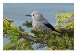 Clark`s Nutcracker