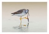 Greater Yellowlegs