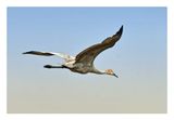 Sandhill Crane