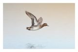 Green-winged Teal
