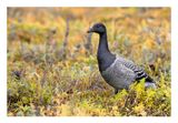 Brant