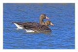 Greater White-fronted Goose