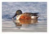 Northern Shoveler