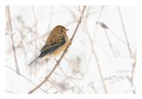 Indigo Bunting