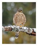 Merlin