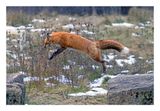 Red Fox