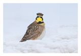 Horned Lark
