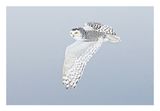 Snowy Owl