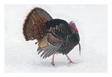Wild Turkey