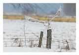 Snowy Owl