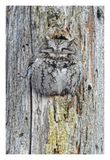 Eastern Screech Owl