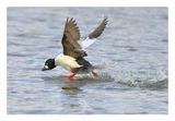Common Goldeneye