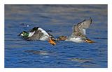 Common Goldeneye