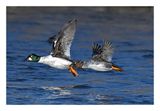 Common Goldeneye