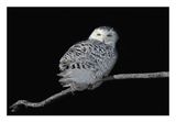 Snowy Owl