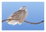 Snowy Owl