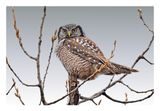 Northern Hawk Owl