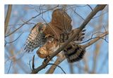 Cooper`s Hawk