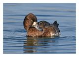 Lesser Scaup