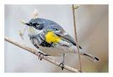 Yellow-rumped Warbler