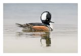 Hooded Merganser
