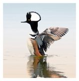Hooded Merganser