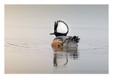 Hooded Merganser