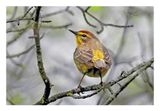 Palm Warbler