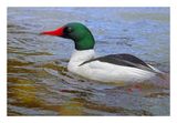 Common Merganser